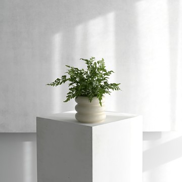 【烟花】盆栽選品 銀脈鳳尾蕨 雲朵陶瓷盆