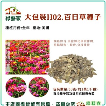 【綠藝家】大包裝H02.百日草種子50克(花卉種子)產地:美國 顏色綜合,美化綠化環境作物,植株緊密、整齊,分枝性佳