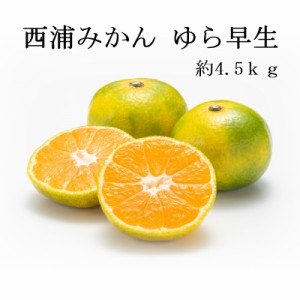 [予約 10月10日-11月30日の納品] 西浦みかん マルマみかん ゆら早生 約4.5kg 静岡県産 JAなんすん 西浦みかん お歳暮 御歳暮