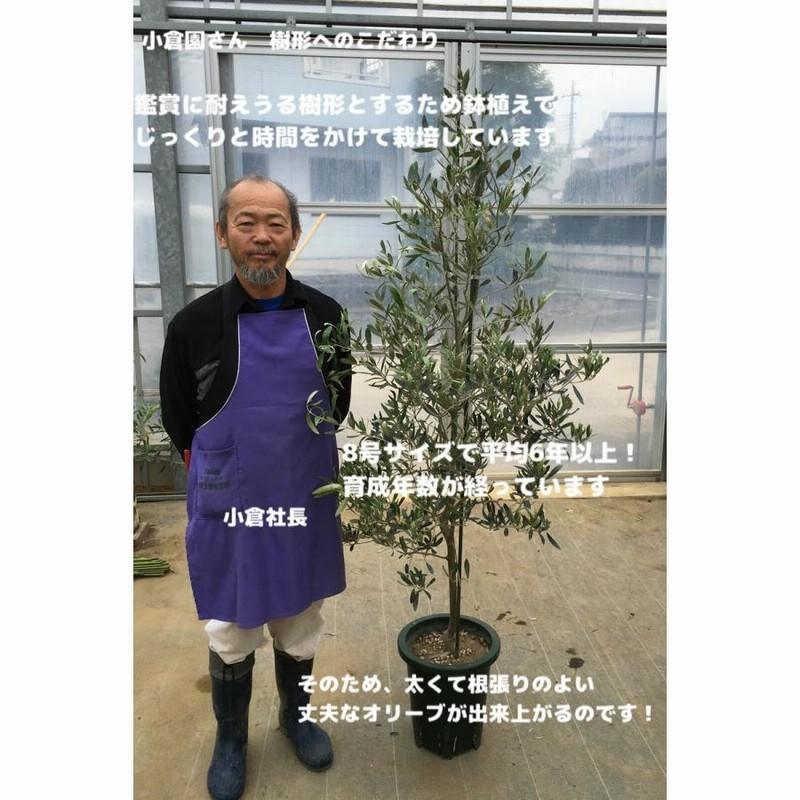 小倉園 オリーブ・アルボサナ 8号鉢 オリーブの木 鉢植え 庭木 希少 現品発送 シンボルツリー レア オリジナル LINEショッピング