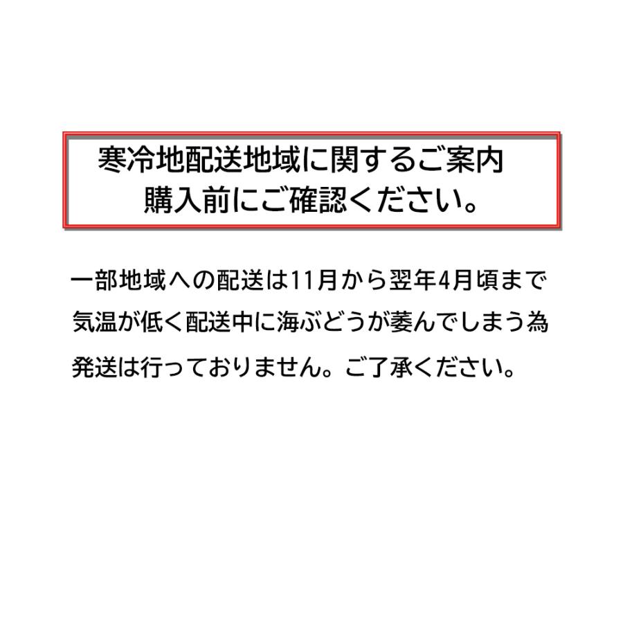 海ぶどう　沖縄　1.5kg　特選品　活海ぶどう　宜野座村産