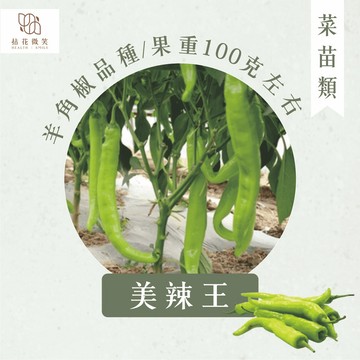 【拈花微笑】美辣王｜3吋｜菜苗｜料理｜食用蔬菜｜調味料｜烹飪｜有機｜蔬果