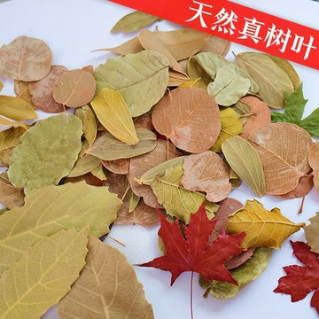 🔥 五金專營 🔥 可開發票 天然真樹葉干書簽植物標本拍攝道具幼稚園diy手工幹花塗鴉環創