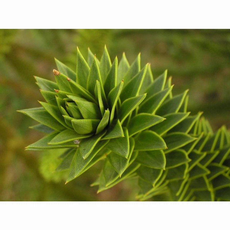 モンキーパズルツリー　Araucaria Araucana チリマツ　種子6個 モンキーパズルツリー Araucaria Araucana チリマツ 種子6個