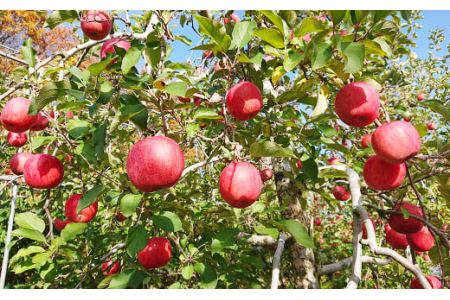 12月中にお届け！青森県産 サンふじ 3kg りんご 年内配送 家庭用 贈答用