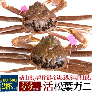 活松葉ガニ 約700～800g 2杯セット カニ 蟹 かに 松葉ガニ 産地直送 産地証明タグ付き 活蟹 ズワイガニ 活けカニ 活けガニ 焼きガニ カニ