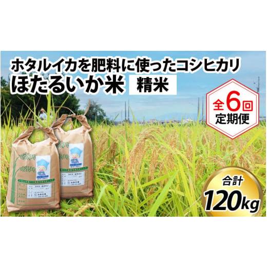 ふるさと納税 富山県 滑川市 ほたるいか米（精米20kg）×6回 計120kg