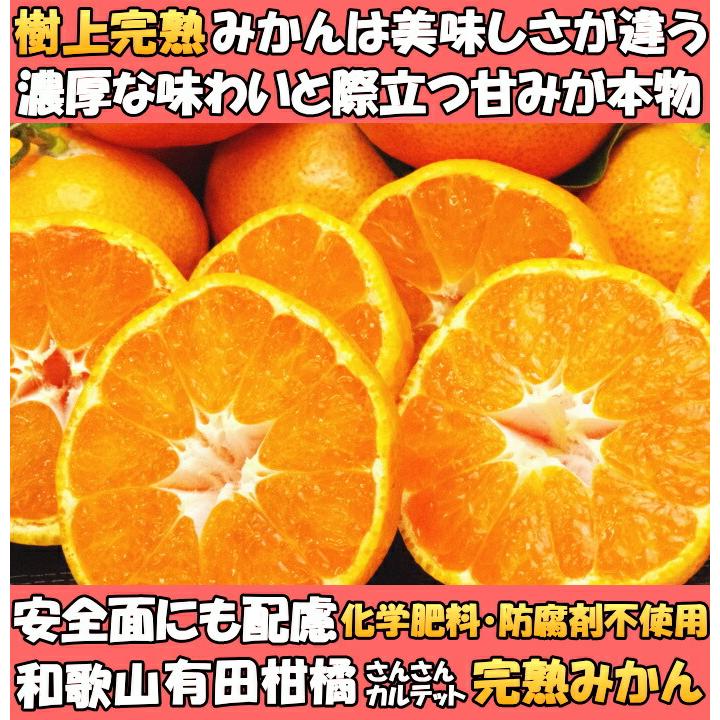 みかん 有田 甘い 糖度 送料無料 和歌山 有田柑橘さんさん 樹上完熟 早生 有田みかん 5kg l or m サイズ お歳暮 贈答用 贈答品 ギフト 箱 買い 有田ミカン