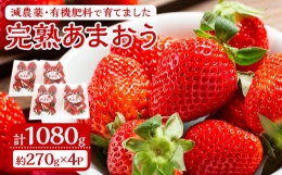 減農薬・有機肥料で育てた「完熟あまおう」4パック