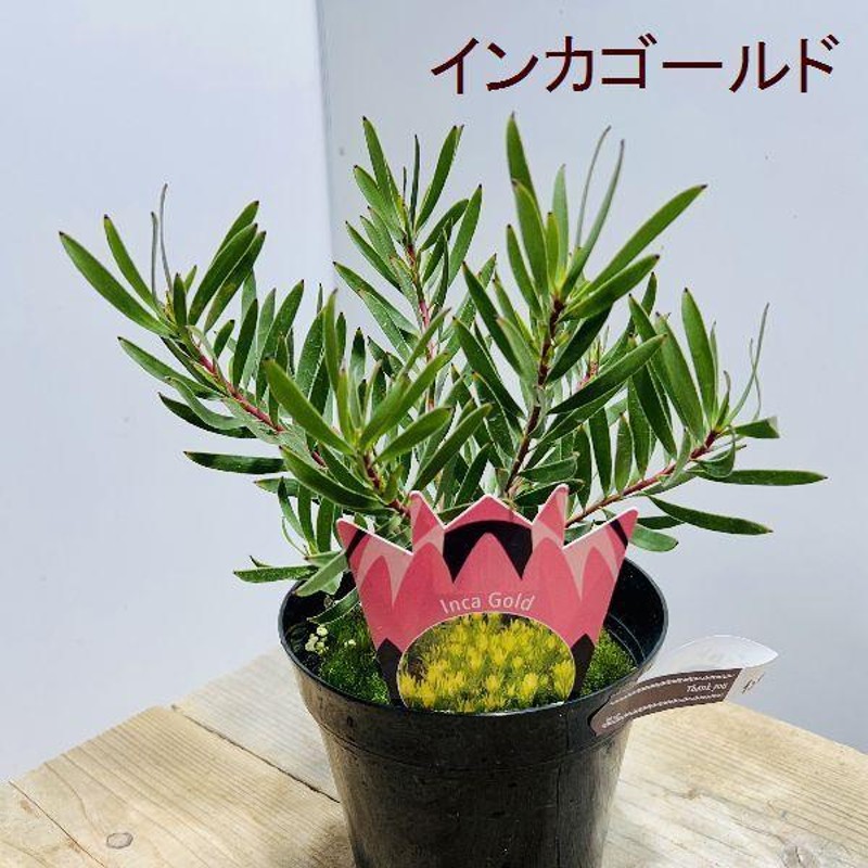 希少品種 リューカデンドロン ドュリフ 5号鉢
