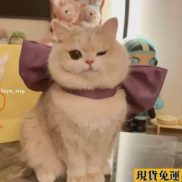 🌷低價下殺🌷貓咪圍脖可愛湯姆夢中情貓頸飾蝴蝶結拍照道具小貓小狗寵物配飾品
