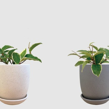 │ 霧陶系列 │ 斑葉毬蘭 - 開花 空氣淨化 室內植物 水耕盆栽