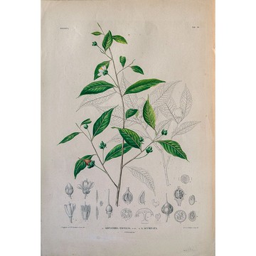 楊桐屬 Adinandra Excels - 植物圖鑑-版畫