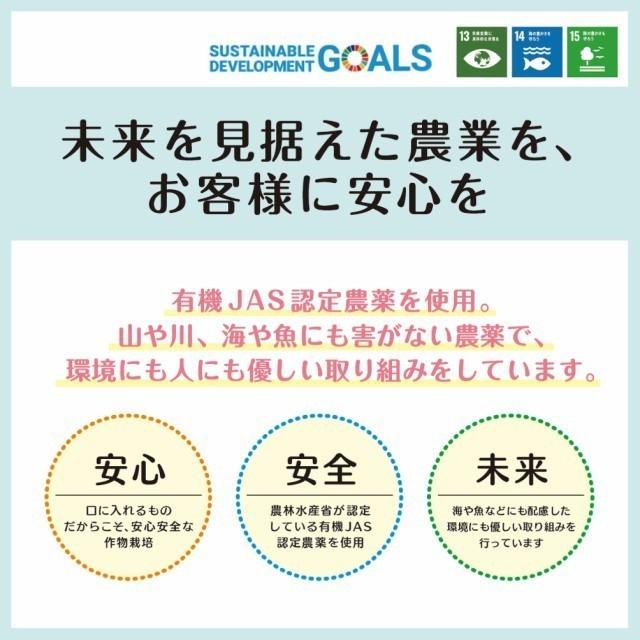 キウイ フルーツ 秀優品 5kg 送料無料 国産 贈答用 ギフト 果物 くだもの 産地直送