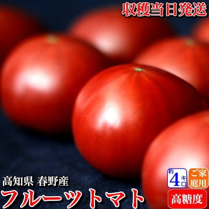 ＼12月中旬発送予約／ トマト フルーツトマト 高知県産 高濃度 ミニトマト 約4kg 高級 訳あり ギフト