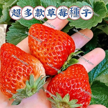 現貨草莓種子（250粒）盆栽草莓種子 黃心草莓 爬藤草莓  紅顏草莓 奶油草莓 可食用四季開花結果 新手易種盆栽地栽水果