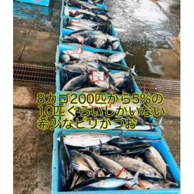 ふるさと納税 南国市 モチモチ食感!ビリかつお刺身250g×2節(刺身醤油・ニンニク付き)