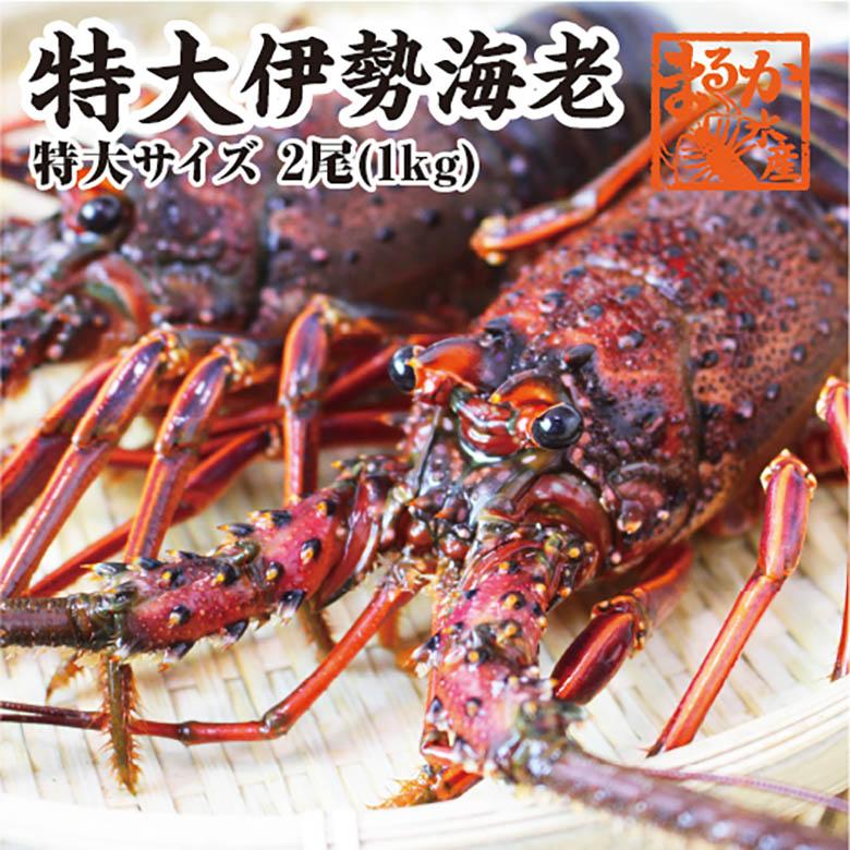 活伊勢エビ　活きたまま発送します　ほんのちょっとワケあり、特大サイズ　2尾　１ｋｇ　送料無料　　[伊勢海老]