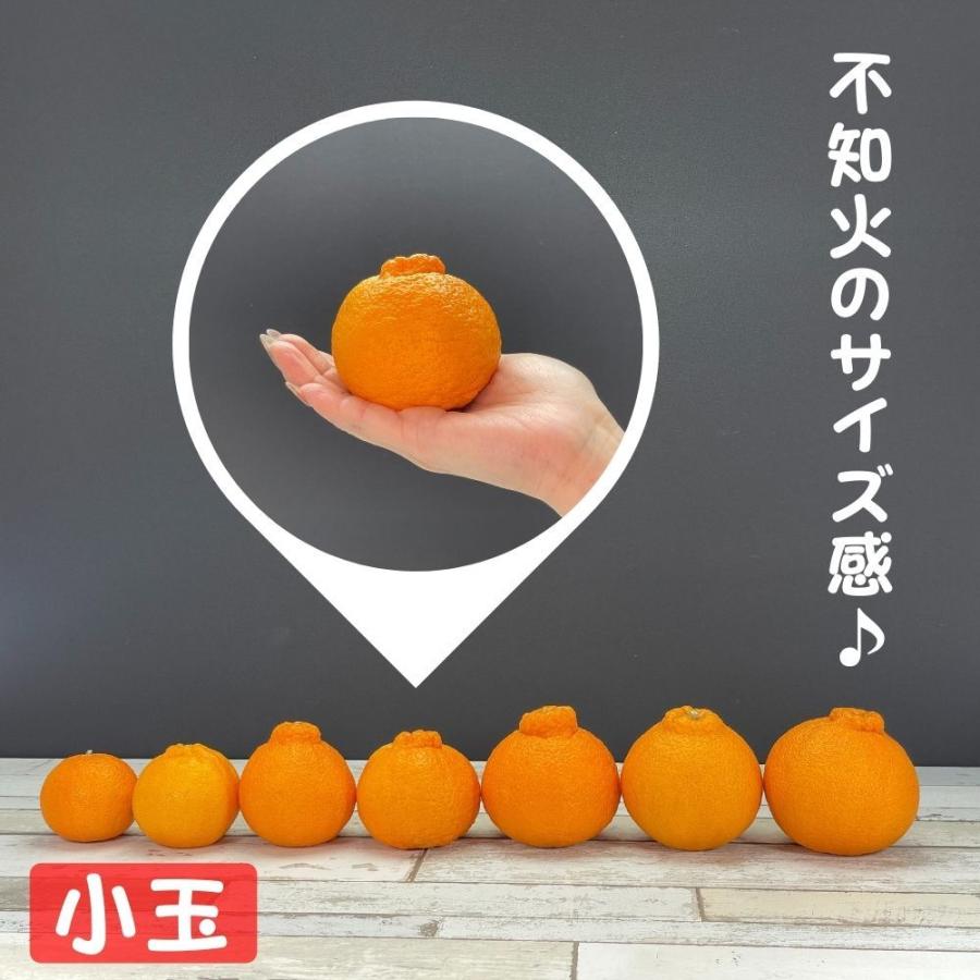 不知火 (しらぬい) 小玉ちゃん 箱込 2.5kg (内容量約2.3kg) 秀品 優品 混合 和歌山県産 産地直送 