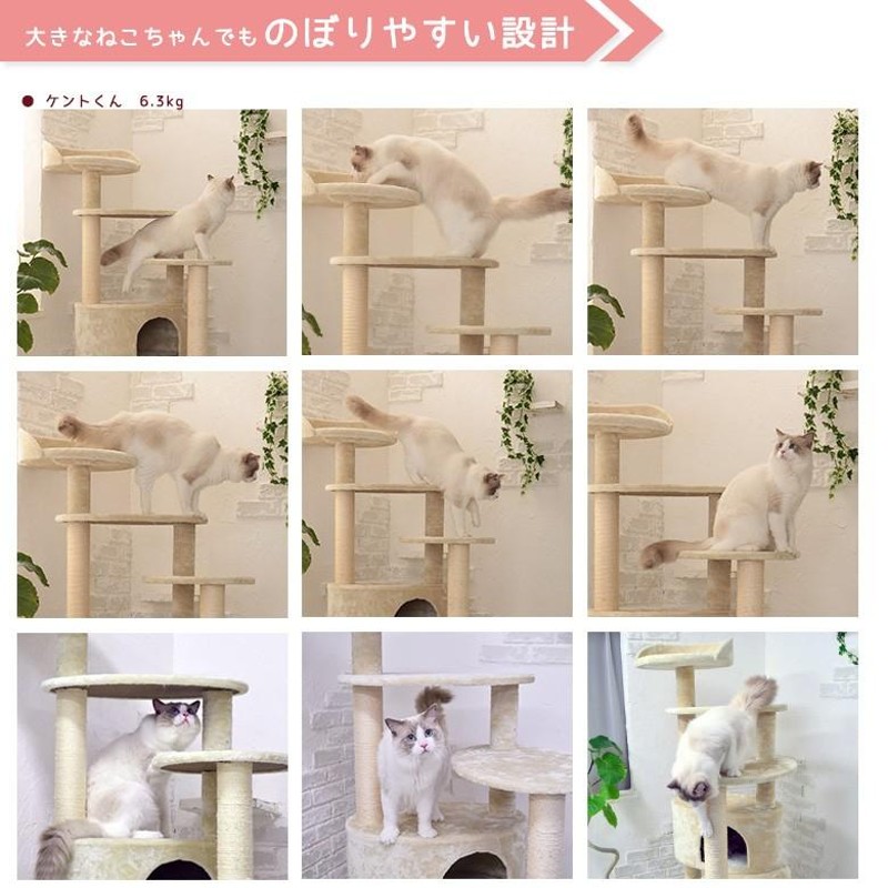 ❤仔猫もシニア猫も遊べる＆ゆったり寛げると大人気♪❤お洒落キャット