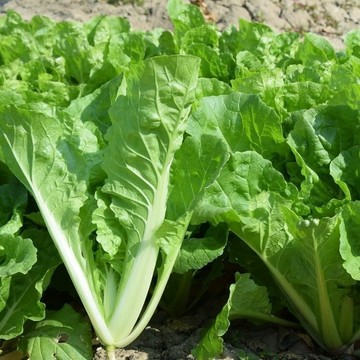 🥬（速生奶油小白菜種子）質地脆嫩早熟易種 小白菜四季奶油小白菜籽 高產  7天發芽一個月採摘  農家田園庭院陽台盆栽種植