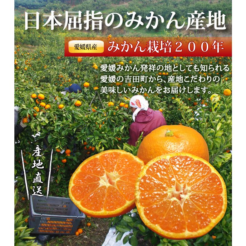 4営業日以内に発送　贈答愛媛みかん１０ｋｇ