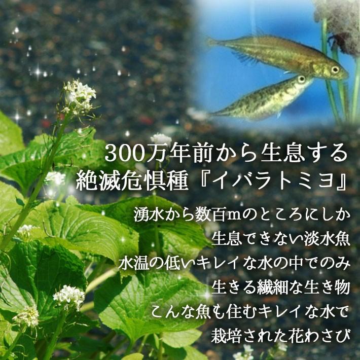 山形県産 葉わさび 80g×10袋 期間限定商品 送料無料 クール便