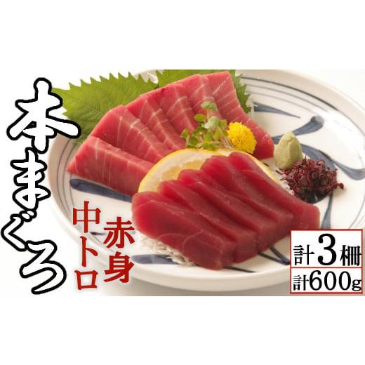 ふるさと納税 高知県 室戸市 天然本マグロ　中トロ２柵　赤身１柵　（計６００ｇ）