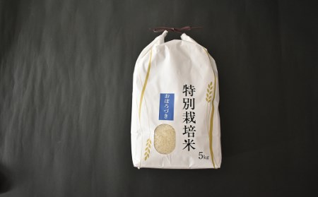 北海道浦河町の特別栽培米「おぼろづき」精米(5kg×1袋)定期便(全5回)[37-1147]