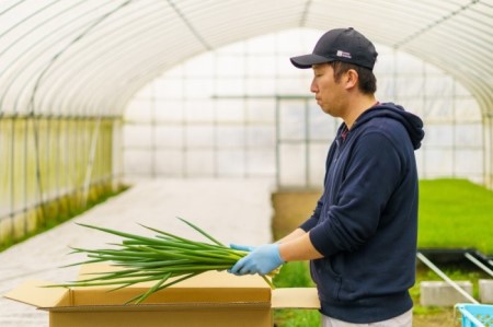 生産農家直送　京野菜・九条ねぎ  700g×6回