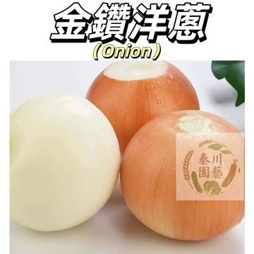 嘉儀現貨（金鑽洋蔥種子）黃皮洋蔥白心微辣圓蔥農家自留種四季播種農家老品種圓蔥菜籽易發芽#根莖類種子#蔬菜種子