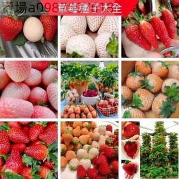 現貨 新品草莓種子大全（250粒）四季種植當年開花結果 爬藤草莓 奶油草莓 白草莓 章姬草莓新種籽發芽率98%陽台庭院盆