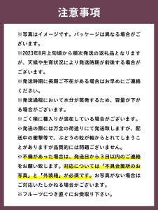 〈2024年度配送分〉特選 シャインマスカット 1房(約700g)