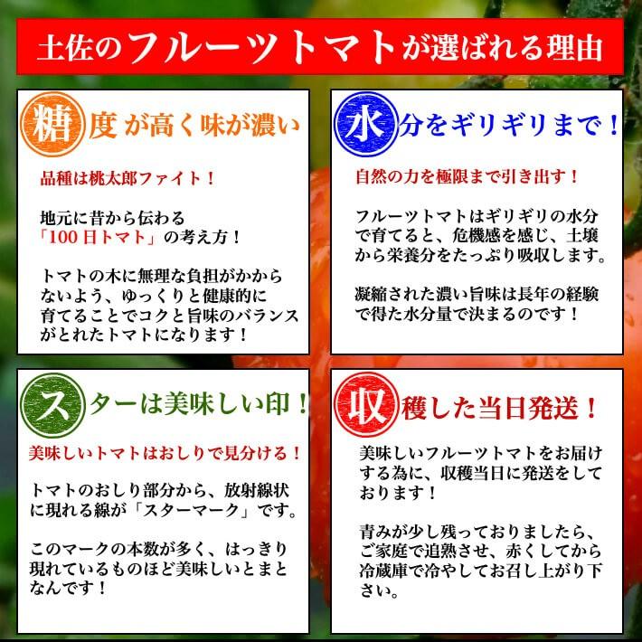 ＼12月中旬発送予約／ トマト フルーツトマト 高知県産 高濃度 ミニトマト 約2kg 高級 訳あり ギフト