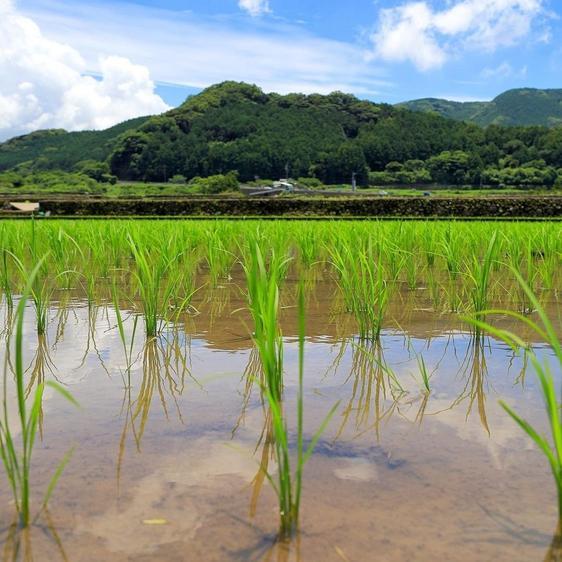 販売期間2024 10 01まで 米・穀物 玄米 R4新潟県五泉市四ヶ村産特栽米コシヒカリ5×4  20k玄米 産地直送