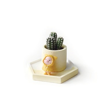 (預購) 活力黃系列 | 雨衣小豬黃色系水泥盆盤植栽組