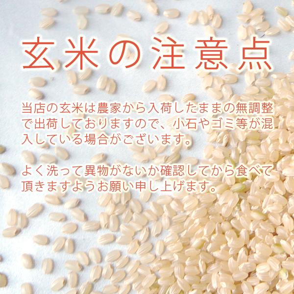  新潟県産 こしいぶき 令和5年産 玄米 30kg 送料無料 本州のみ