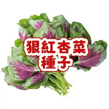 台灣紅杏菜種子 俗稱紅莧菜籽 紅葉莧菜 長壽菜 漢菜 家庭菜園 陽台盆栽 有機蔬菜 四季可播 易種快收 新手友善