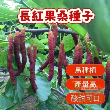 ⛅️現貨【桑葚種子】長紅果桑 葚種子易種植 酸甜可口 營養豐富 水果種子 盆栽果樹 庭院花園種植 四季播種