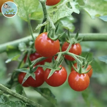 🍅【稀有新品上市】巴里醋栗番茄種子 野生小番茄 超強適應力 酸甜爆汁 陽台盆栽超好種 蜜源植物 果實纍纍 自家採收樂趣