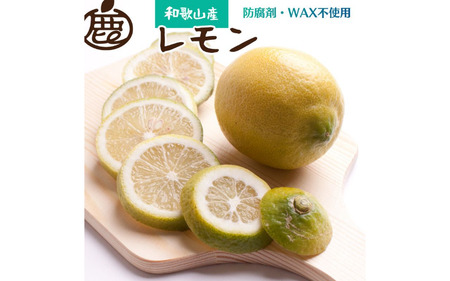 厳選 黒潮レモン1.5kg 45g（傷み補償分） ※北海道・沖縄・離島への配送不可