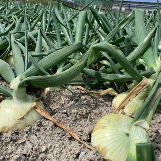 野菜 玉ねぎ 淡路島極熟玉葱訳あり4kgシャーロットオニオン 産地直送