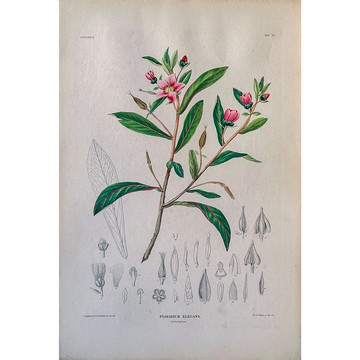 銀絲茶 Ploiarium Elegans - 植物圖鑑-版畫