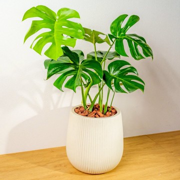 龜背芋細白條紋水泥盆栽 室內植物 開幕盆栽推薦
