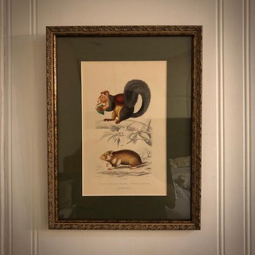 法國百年動物雕刻手工上色重新裱框版畫-鼠