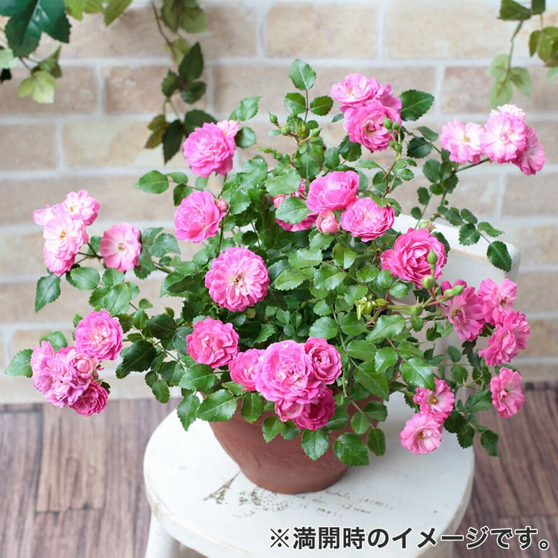 鉢植え バラ ハッピートレイルズ 花 花鉢 ギフト 薔薇 プレゼント フラワーギフト 贈り物 通販 Lineポイント最大8 0 Get Lineショッピング