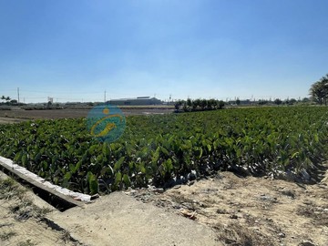 新化區免千萬優質方正有臨路美農地｜台南市新化區新化段太子廟小段