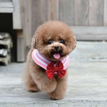 ZAZAZOO 萌少女戰士水手領巾 + 蝴蝶結 小兔款  2XS  粉紅色 + 紅色  1組