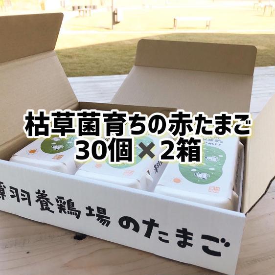 販売期間2023 12 22まで 卵 鶏卵 枯草菌・赤卵60個 産地直送