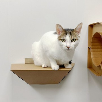折折跳台45cm | 壁貼固定